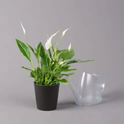 Einblatt 'Bellini', Topf-Ø 13 Cm, Mit Topf Anthrazit, Höhe Ca. 30 Cm, 3er-Set 12 Einblatt 'Bellini', Topf-Ø 13 Cm, Mit Topf Anthrazit, Höhe Ca. 30 Cm, 3er-Set -Gartentopf Geschäft 0210660076 Spath wall Bellini UeT Dallas anthrazit 3