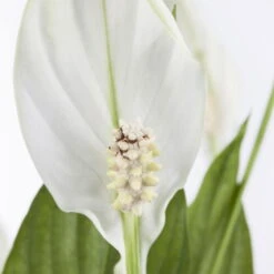 Einblatt 'Bellini' In Übertopf Vibes Gelb, Topf-Ø 13 Cm, Höhe Ca. 30 Cm 11 Einblatt 'Bellini' In Übertopf Vibes Gelb, Topf-Ø 13 Cm, Höhe Ca. 30 Cm -Gartentopf Geschäft 0210660098 0210660099 0210660100 0210660101 Spathiphyllum Bellini 1 124913