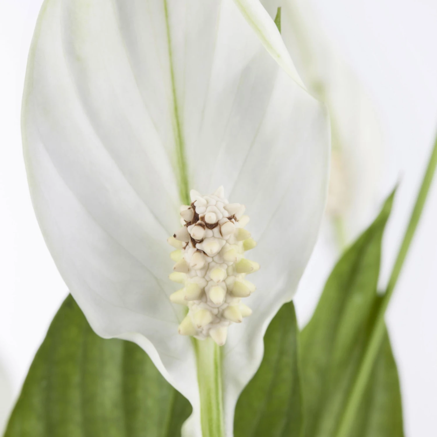 Einblatt 'Bellini' In Übertopf Vibes Gelb, Topf-Ø 13 Cm, Höhe Ca. 30 Cm 6 Einblatt 'Bellini' In Übertopf Vibes Gelb, Topf-Ø 13 Cm, Höhe Ca. 30 Cm – Bild 4