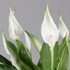 Einblatt 'Bellini' In Übertopf Vibes Gelb, Topf-Ø 13 Cm, Höhe Ca. 30 Cm 9 Einblatt 'Bellini' In Übertopf Vibes Gelb, Topf-Ø 13 Cm, Höhe Ca. 30 Cm -Gartentopf Geschäft 0210660098 0210660099 0210660100 0210660101 Spathiphyllum Bellini 2 124911