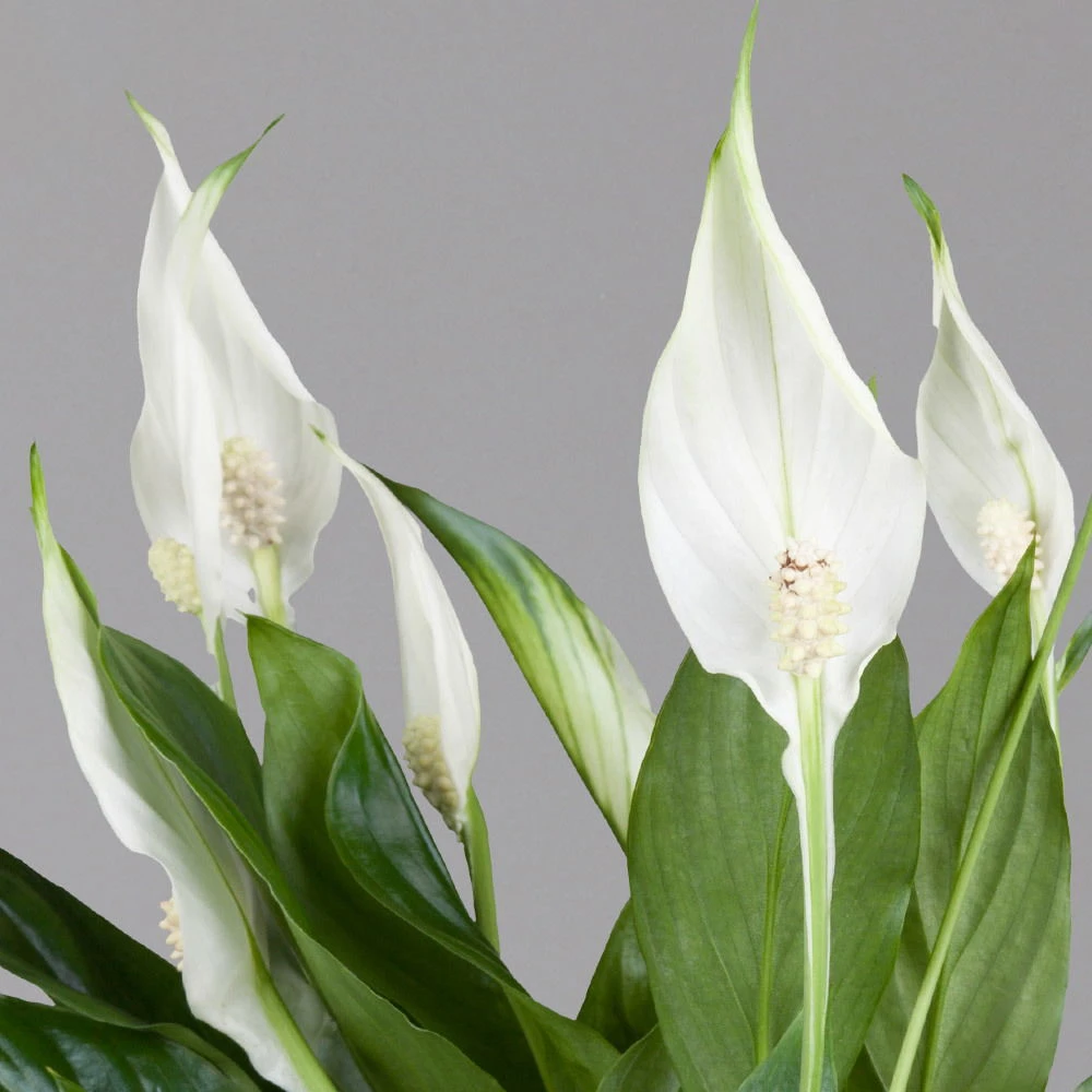 Einblatt 'Bellini' In Übertopf Vibes Gelb, Topf-Ø 13 Cm, Höhe Ca. 30 Cm 4 Einblatt 'Bellini' In Übertopf Vibes Gelb, Topf-Ø 13 Cm, Höhe Ca. 30 Cm – Bild 2