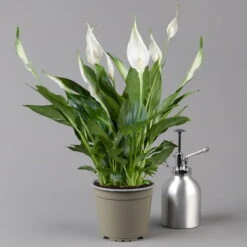 Einblatt 'Bellini' In Übertopf Vibes Gelb, Topf-Ø 13 Cm, Höhe Ca. 30 Cm 10 Einblatt 'Bellini' In Übertopf Vibes Gelb, Topf-Ø 13 Cm, Höhe Ca. 30 Cm -Gartentopf Geschäft 0210660098 0210660099 0210660100 0210660101 Spathiphyllum Bellini 124912