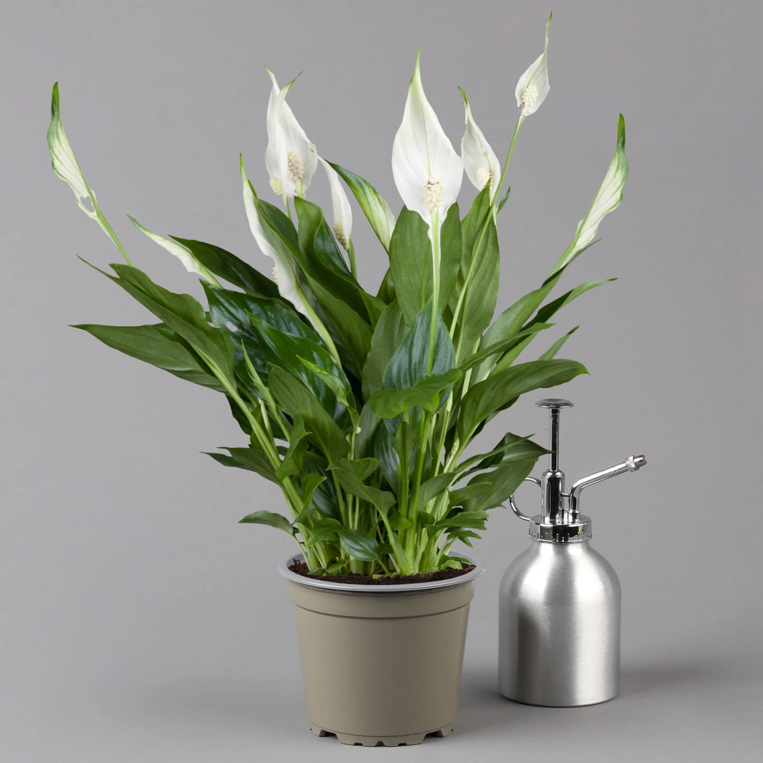 Einblatt 'Bellini' In Übertopf Vibes Gelb, Topf-Ø 13 Cm, Höhe Ca. 30 Cm 5 Einblatt 'Bellini' In Übertopf Vibes Gelb, Topf-Ø 13 Cm, Höhe Ca. 30 Cm – Bild 3