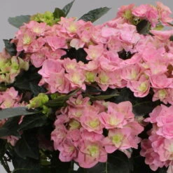 Hortensie 'Double Dutch', Rosa, Topf-Ø 14 Cm, Höhe Ca. 40 Cm 8 Hortensie 'Double Dutch', Rosa, Topf-Ø 14 Cm, Höhe Ca. 40 Cm -Gartentopf Geschäft 0211200155 Hydrangea Double Dutch rosa 1 124862