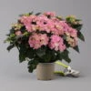 Hortensie 'Double Dutch', Rosa, Topf-Ø 14 Cm, Höhe Ca. 40 Cm 1 Hortensie 'Double Dutch', Rosa, Topf-Ø 14 Cm, Höhe Ca. 40 Cm -Gartentopf Geschäft 0211200155 Hydrangea Double Dutch rosa t 124861