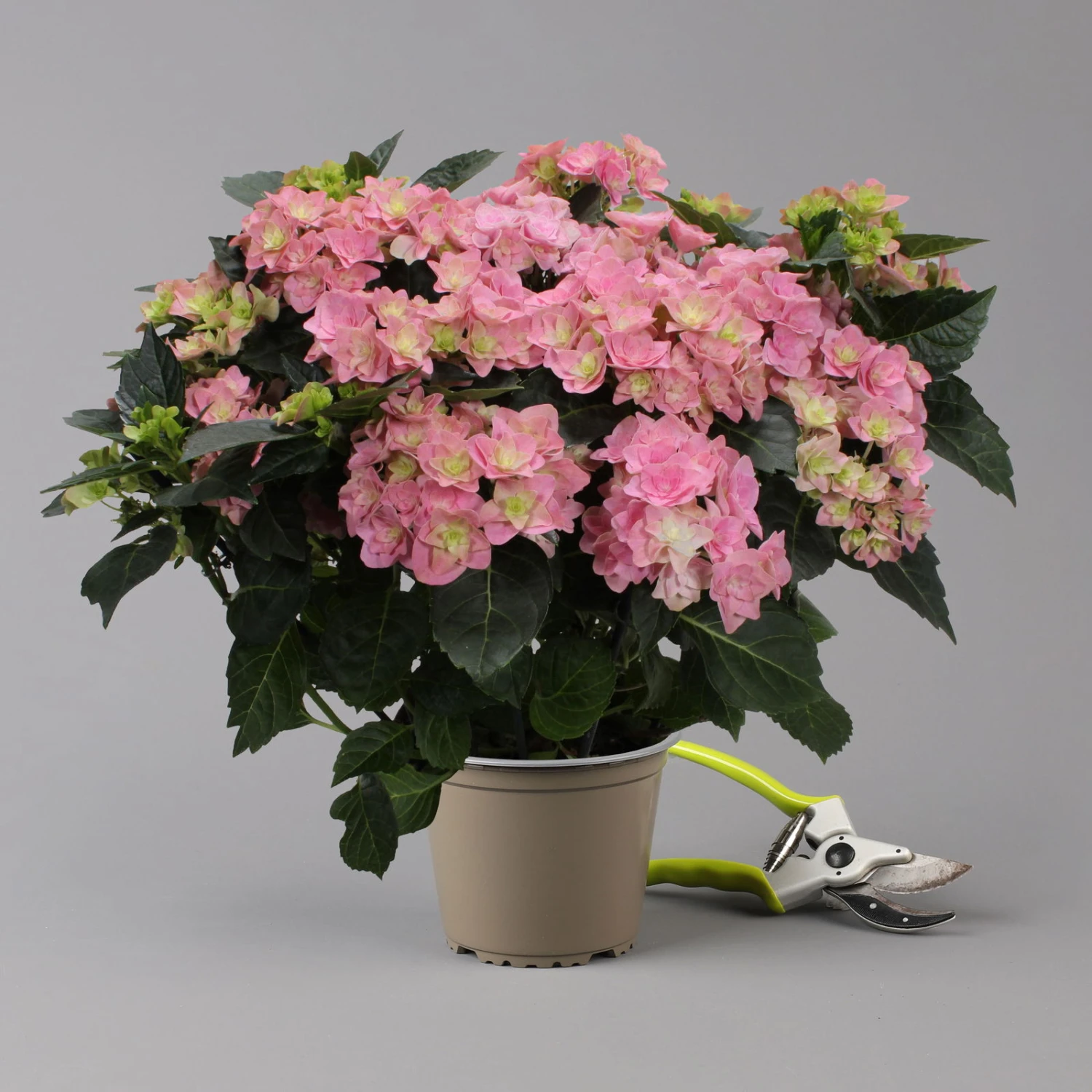Hortensie 'Double Dutch', Rosa, Topf-Ø 14 Cm, Höhe Ca. 40 Cm 3 Hortensie 'Double Dutch', Rosa, Topf-Ø 14 Cm, Höhe Ca. 40 Cm