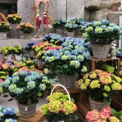 Hortensie, Busch, Weiß, Topf-Ø 23 Cm, Höhe Ca. 50 Cm -Gartentopf Geschäft 021130 hydrangea