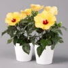 Hibiskus, Gelb, Mit Keramiktopf Dallas Weiß, Topf-Ø 13 Cm, 2er-Set -Gartentopf Geschäft 0213100206 Hibiscus gelb mit Topf Dallas weiss 2er Set