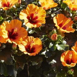 Hibiskus, Graff® 'Petit Orange', In Keramiktopf Anthrazit, Topf-Ø 13 Cm, 2er-Set -Gartentopf Geschäft 0213100211 0213100212 0213100213 0213100227 0213100228 Hibiscus Petit Orange
