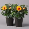 Hibiskus, Graff® 'Petit Orange', In Keramiktopf Anthrazit, Topf-Ø 13 Cm, 2er-Set 2 Hibiskus, Graff® 'Petit Orange', In Keramiktopf Anthrazit, Topf-Ø 13 Cm, 2er-Set -Gartentopf Geschäft 0213100213 Hibiscus Petit Orange mit Topf Dallas anthrazit 2er Set