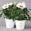 Hibiskus, Weiß, Mit Keramiktopf Dallas Weiß, Topf-Ø 13 Cm, 2er-Set -Gartentopf Geschäft 0213100221 Hibiscus weiss mit Topf Dallas weiss 2er Set
