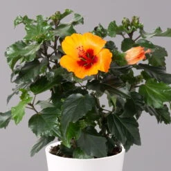 Hibiskus, Graff® 'Petit Orange', Mit Keramiktopf Dallas Weiß, Topf-Ø 13 Cm 10 Hibiskus, Graff® 'Petit Orange', Mit Keramiktopf Dallas Weiß, Topf-Ø 13 Cm -Gartentopf Geschäft 0213100227 Hibiscus Petit Orange mit Topf Dallas weiss 2