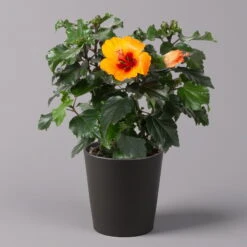 Hibiskus, Graff® 'Petit Orange', In Keramiktopf Anthrazit, Topf-Ø 13 Cm, 2er-Set -Gartentopf Geschäft 0213100228 Hibiscus Petit Orange mit Topf Dallas anthrazit 1