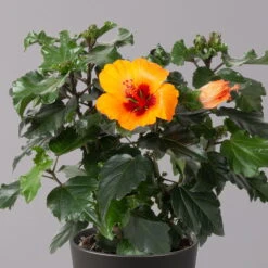 Hibiskus, Graff® 'Petit Orange', In Keramiktopf Anthrazit, Topf-Ø 13 Cm, 2er-Set -Gartentopf Geschäft 0213100228 Hibiscus Petit Orange mit Topf Dallas anthrazit 2