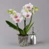 Phalaenopsis 'Spirit' Weiß Gesprenkelt, 2 Rispen, Topf-Ø 12 Cm, Höhe Ca. 50 Cm 2 Phalaenopsis 'Spirit' Weiß Gesprenkelt, 2 Rispen, Topf-Ø 12 Cm, Höhe Ca. 50 Cm -Gartentopf Geschäft 0215152574 phalaenopsis spirit white special 1 122934