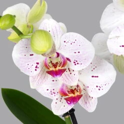 Phalaenopsis 'Spirit' Weiß Gesprenkelt, 2 Rispen, Topf-Ø 12 Cm, Höhe Ca. 50 Cm -Gartentopf Geschäft 0215152574 phalaenopsis spirit white special 2 122724