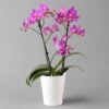 Schmetterlingsorchidee, Inkl. Keramiktopf, Dunkelrosa, Topf-Ø 12 Cm, Höhe 50 Cm -Gartentopf Geschäft 0215170803 multi dark pink merina 1 124047