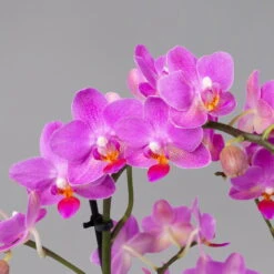 Schmetterlingsorchidee, Inkl. Keramiktopf, Dunkelrosa, Topf-Ø 12 Cm, Höhe 50 Cm -Gartentopf Geschäft 0215170803 multi dark pink merina 2 124048