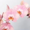 Schmetterlingsorchidee, Pink, Bogen, Topf-Ø 12 Cm, Höhe Ca. 45 Cm -Gartentopf Geschäft 0215250519 Phalaenopsis Moon rosa T12 2 117183