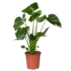 Monstera Deliciosa, Topf-Ø 21 Cm, Höhe Ca. 50-70 Cm 11 Monstera Deliciosa, Topf-Ø 21 Cm, Höhe Ca. 50-70 Cm -Gartentopf Geschäft 0220107660 Monstera Busch 2