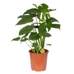 Monstera Deliciosa, Topf-Ø 21 Cm, Höhe Ca. 50-70 Cm 9 Monstera Deliciosa, Topf-Ø 21 Cm, Höhe Ca. 50-70 Cm -Gartentopf Geschäft 0220107660 Monstera Busch 21cm T H 70cm