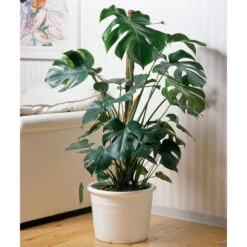 Monstera Deliciosa, Topf-Ø 21 Cm, Höhe Ca. 50-70 Cm 10 Monstera Deliciosa, Topf-Ø 21 Cm, Höhe Ca. 50-70 Cm -Gartentopf Geschäft 0220107660 Monstera Busch