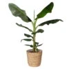Bananenpflanze 'Dwarf Cavendish' Im Korb Osaka, Topf-Ø 21 Cm, H: Ca. 70-90 Cm -Gartentopf Geschäft 0220107997 Musa Dwarf Cavendish im Dekokorb 2