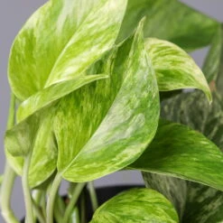 Efeutute 'Marble Queen', Topf-Ø 12 Cm, Höhe Ca. 40 Cm, 3er-Set -Gartentopf Geschäft 0220108262 Epipremnum pin Marble Queen 12cmT H15cm 3er Set1