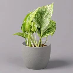 Efeutute 'Marble Queen', Topf-Ø 12 Cm, Höhe Ca. 40 Cm, 3er-Set -Gartentopf Geschäft 0220108262 Epipremnum pin Marble Queen 3er Set 2