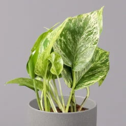 Efeutute 'Marble Queen', Topf-Ø 12 Cm, Höhe Ca. 40 Cm, 3er-Set -Gartentopf Geschäft 0220108262 Epipremnum pin Marble Queen 3er Set 3
