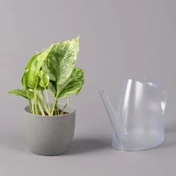 Efeutute 'Marble Queen', Topf-Ø 12 Cm, Höhe Ca. 40 Cm, 3er-Set -Gartentopf Geschäft 0220108262 Epipremnum pin Marble Queen 3er Set 4