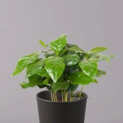 Kaffeestrauch Mit Keramiktopf Dallas Anthrazit, Topf-Ø 12cm, Höhe Ca. 25 Cm -Gartentopf Geschäft 0220108268 Coffea arabica Dallas anthrazit 22