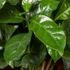 Kaffeestrauch Mit Keramiktopf Dallas Anthrazit, Topf-Ø 12cm, Höhe Ca. 25 Cm -Gartentopf Geschäft 0220108268 Coffea arabica Dallas anthrazit 42