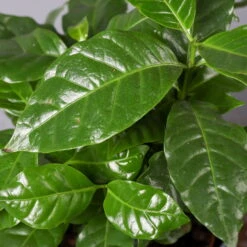 Kaffeestrauch Mit Keramiktopf Dallas Anthrazit, Topf-Ø 12cm, Höhe Ca. 25 Cm -Gartentopf Geschäft 0220108268 Coffea arabica Dallas anthrazit 52