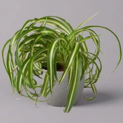 Grünlilie 'Bonnie', Topf-Ø 12 Cm, Höhe Ca. 20 Cm, 3er-Set 11 Grünlilie 'Bonnie', Topf-Ø 12 Cm, Höhe Ca. 20 Cm, 3er-Set -Gartentopf Geschäft 0220108272 Chlorophytum Comosum Bonnie 3er Set 12 cm WS 22