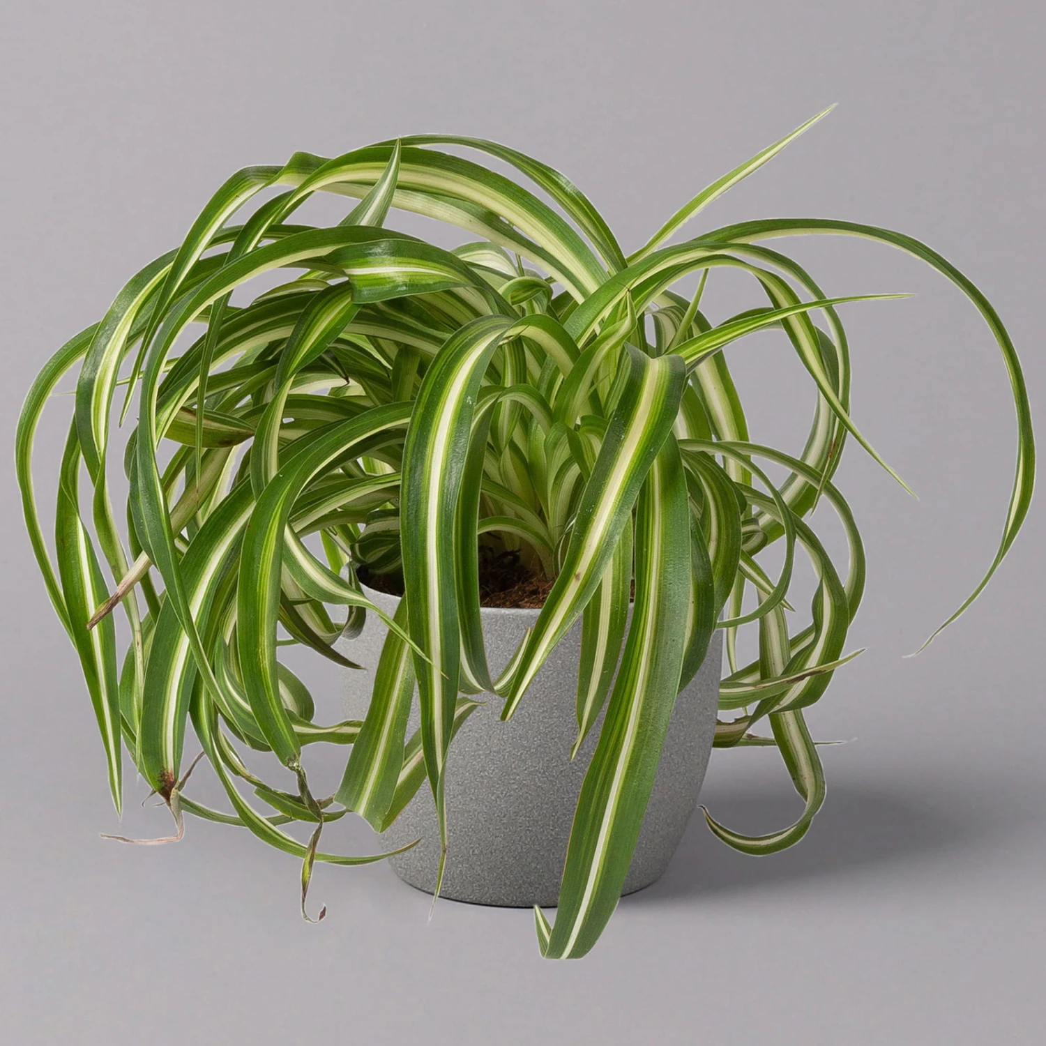 Grünlilie 'Bonnie', Topf-Ø 12 Cm, Höhe Ca. 20 Cm, 3er-Set 4 Grünlilie 'Bonnie', Topf-Ø 12 Cm, Höhe Ca. 20 Cm, 3er-Set – Bild 2