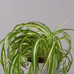 Grünlilie 'Bonnie', Topf-Ø 12 Cm, Höhe Ca. 20 Cm, 3er-Set 12 Grünlilie 'Bonnie', Topf-Ø 12 Cm, Höhe Ca. 20 Cm, 3er-Set -Gartentopf Geschäft 0220108272 Chlorophytum Comosum Bonnie 3er Set 12 cm WS 32