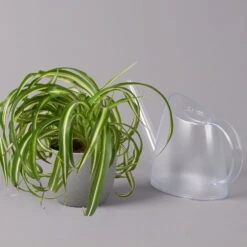 Grünlilie 'Bonnie', Topf-Ø 12 Cm, Höhe Ca. 20 Cm, 3er-Set 13 Grünlilie 'Bonnie', Topf-Ø 12 Cm, Höhe Ca. 20 Cm, 3er-Set -Gartentopf Geschäft 0220108272 Chlorophytum Comosum Bonnie 3er Set 12 cm WS 42