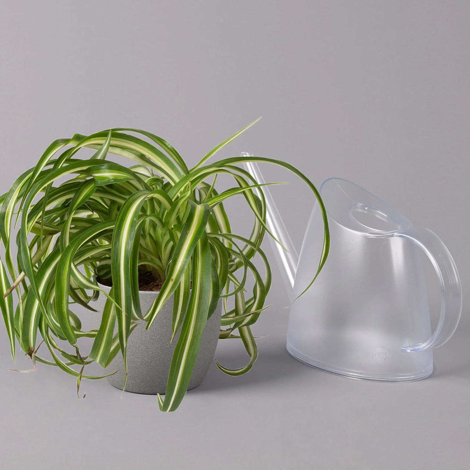 Grünlilie 'Bonnie', Topf-Ø 12 Cm, Höhe Ca. 20 Cm, 3er-Set 6 Grünlilie 'Bonnie', Topf-Ø 12 Cm, Höhe Ca. 20 Cm, 3er-Set – Bild 4