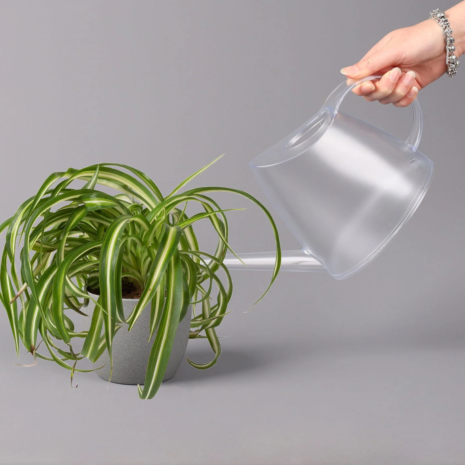 Grünlilie 'Bonnie', Topf-Ø 12 Cm, Höhe Ca. 20 Cm, 3er-Set 7 Grünlilie 'Bonnie', Topf-Ø 12 Cm, Höhe Ca. 20 Cm, 3er-Set – Bild 5