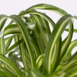 Grünlilie 'Bonnie', Topf-Ø 12 Cm, Höhe Ca. 20 Cm, 3er-Set 15 Grünlilie 'Bonnie', Topf-Ø 12 Cm, Höhe Ca. 20 Cm, 3er-Set -Gartentopf Geschäft 0220108272 Chlorophytum Comosum Bonnie 3er Set 12 cm WS 72