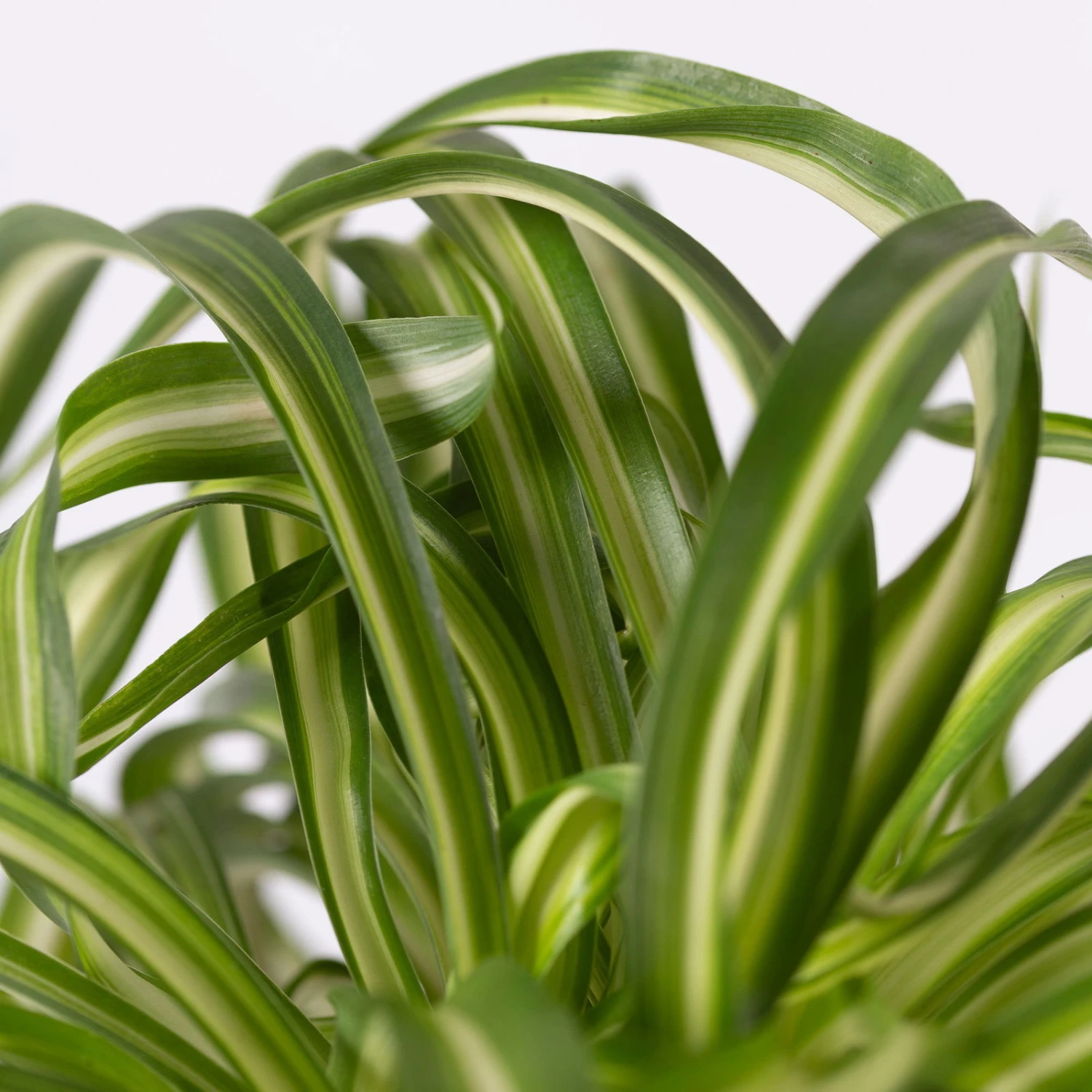 Grünlilie 'Bonnie', Topf-Ø 12 Cm, Höhe Ca. 20 Cm, 3er-Set 8 Grünlilie 'Bonnie', Topf-Ø 12 Cm, Höhe Ca. 20 Cm, 3er-Set – Bild 6