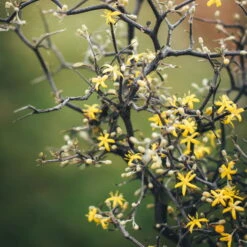 Zickzackstrauch, Topf-Ø 19 Cm, Höhe Ca. 70 Cm -Gartentopf Geschäft 0220108510 0220108511 0220108515 0220108516 0220108517 0220108518 0220108519 0220108520 Corokia 1 116837