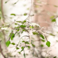 Zickzackstrauch, Topf-Ø 19 Cm, Höhe Ca. 70 Cm -Gartentopf Geschäft 0220108510 0220108511 0220108515 0220108516 0220108517 0220108518 0220108519 0220108520 Corokia 2 116838