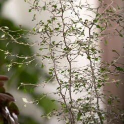 Zickzackstrauch, Topf-Ø 19 Cm, Höhe Ca. 70 Cm -Gartentopf Geschäft 0220108510 0220108511 0220108515 0220108516 0220108517 0220108518 0220108519 0220108520 Corokia 3 116836