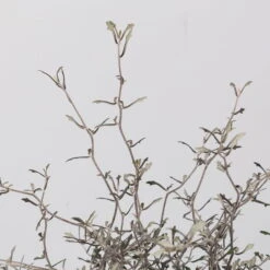 Zickzackstrauch, Topf-Ø 19 Cm, Höhe Ca. 70 Cm -Gartentopf Geschäft 0220108517 Corokia cotoneaster 3 117168