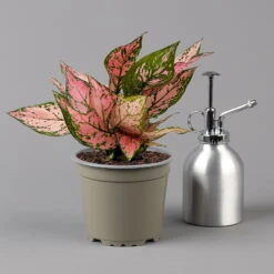 Aglaonema 'Pink', Topf-Ø 12 Cm