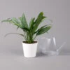Aglaonema 'Cutlass', Mit Übertopf Dallas Weiß, Topf-Ø 12 Cm 1 Aglaonema 'Cutlass', Mit Übertopf Dallas Weiß, Topf-Ø 12 Cm -Gartentopf Geschäft 0220108593 Aglaonema Cutlass Dallas weiss 14cm t 126187