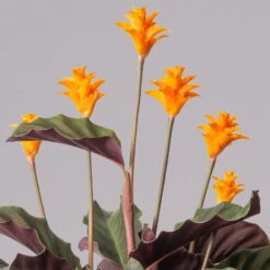 Calathea Crocata, Topf-Ø 14 Cm, Höhe Ca. 40 Cm 11 Calathea Crocata, Topf-Ø 14 Cm, Höhe Ca. 40 Cm -Gartentopf Geschäft 0220160082 Calathea crocata T14 42 117753