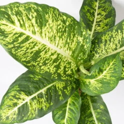 Dieffenbachie 'Mars' Inkl. Topf Tusca Weiß, Topf-Ø17cm, Höhe Ca. 50-60 Cm -Gartentopf Geschäft 0220170044 Dieffenbachia Mars 17 cm 4